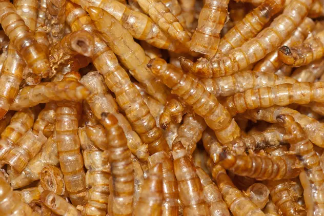 O insectă, declarată aliment de Comisia Europeană