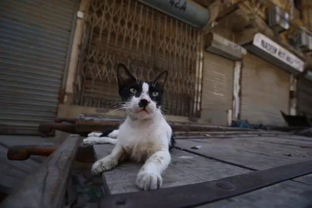 1.000 de pisici au fost eliberate pe străzile din Chicago, pentru a rezolva problema șobolanilor