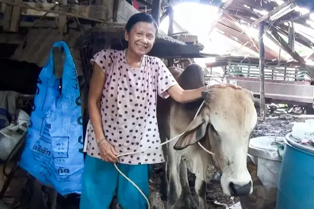 În Thailanda, oamenii care se vaccinează pot câștiga o vacă la tombolă