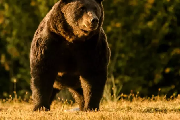 VIDEO Cine este prințul din Austria acuzat că a împușcat cel mai mare urs din România: doctor și proprietarul unui castel vechi de nouă secole