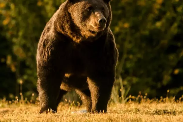 Cazul ursului Arthur a ajuns în atenția Comisiei Europene: „Cercetăm cu mare atenție”