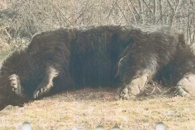 Ursul Arthur împușcat. Foto: Agent Green
