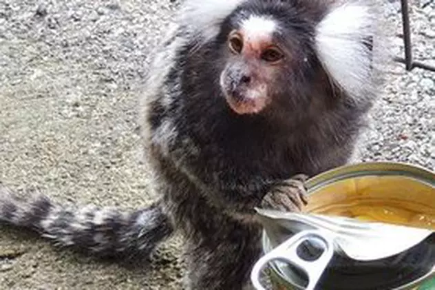 O maimuță a fost găsită într-o gară din Scoția. „Dacă aţi pierdut o maimuţă, să ştiţi că ea vă aşteaptă în următoarea staţie de după Cambuslang”