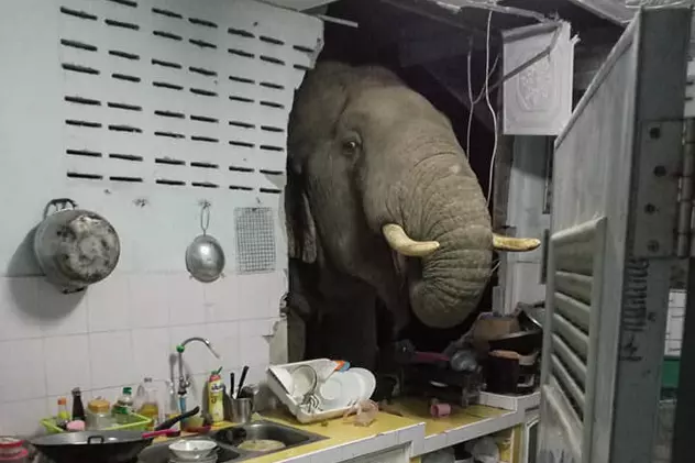 O femeie din Thailanda s-a trezit cu elefantul în bucătărie. Cum s-a desfășurat „vizita”
