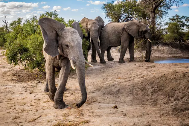 Distrugerile provocate de o turmă de elefanți scăpată dintr-o rezervație. Pagubele ajung la 1 milion de dolari