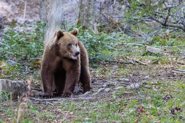Urșii agresivi ar putea fi împușcați în 24 de ore. Modificarea legislației ajunge pe masa guvernului luna viitoare
