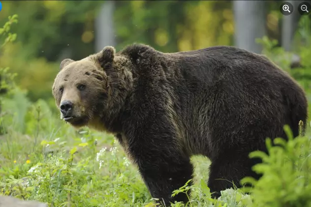 Un bărbat din Sălaj a stat aproape toată noaptea într-un copac, de frica ursului
