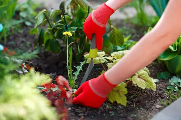 Cum să folosești oțetul sau mălaiul ca să scapi de buruienile din grădină. Trucuri eficiente, mai puțin cunoscute