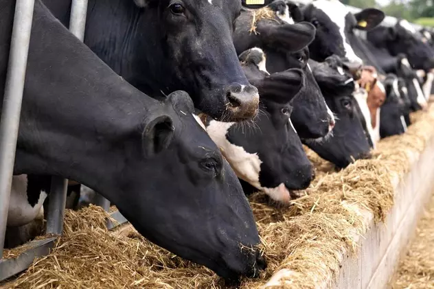 VIDEO Proxeneții din Călărași și-au făcut fermă cu 700 de vaci din banii luați de la fetele traficate în Spania