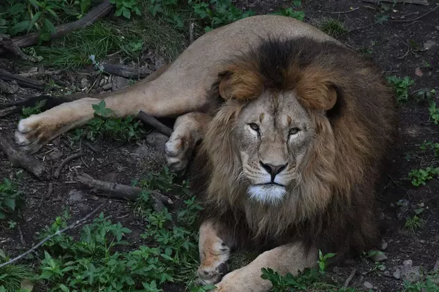 Un leu a stârnit panică în Nairobi, după ce a scăpat dintr-un parc natural din Kenya