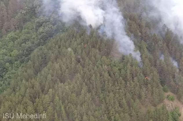 Incendiu într-o pădure de conifere din Parcul Natural Porţile de Fier