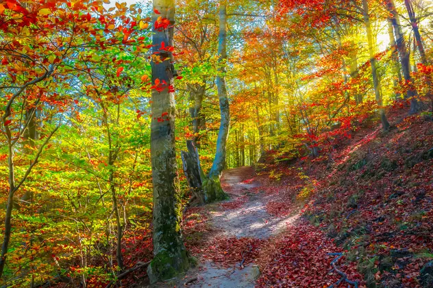 Autumn in Cozia, Carpathian Mountains, Romania