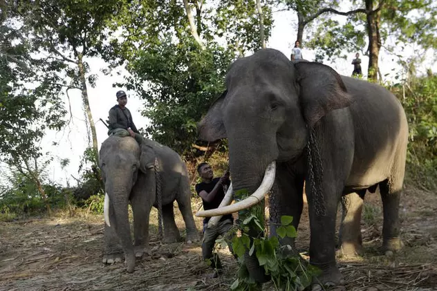 Elefant pe cale de dispariție găsit decapitat în Indonezia. Autorii sunt traficanții de fildeș