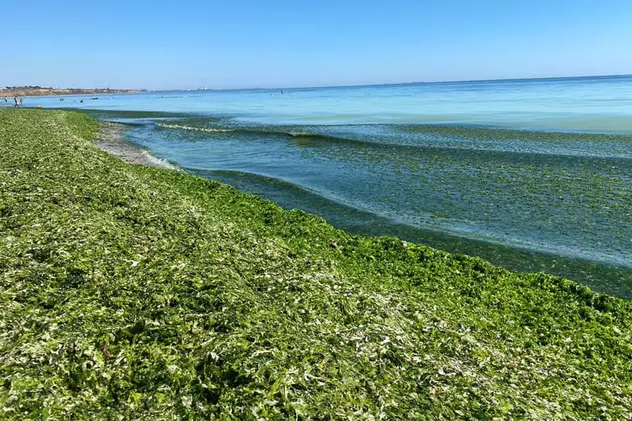 Litoralul, invadat de alge. O cantitate uriașă a acoperit plajele din sud