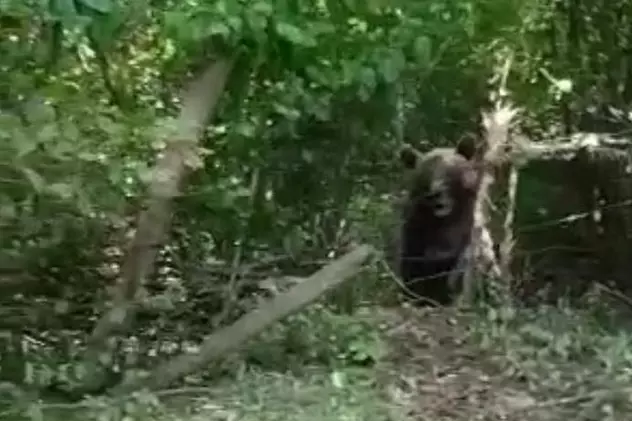 Urs de 300 de kilograme, blocat într-un gard de sârmă, în comuna nemțeană Bicaz-Chei. Primar: „E periculos, nu știu ce să facem”