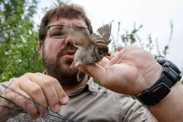 Reportaj în Dobrogea, printre păsări: „Cu cât excluzi mai multe specii, cu atât excluzi posibilitatea ta să supraviețuiești”
