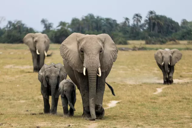 De ce își numără Kenya elefanții. Țara africană a început cel mai mare recensământ al animalelor sălbatice