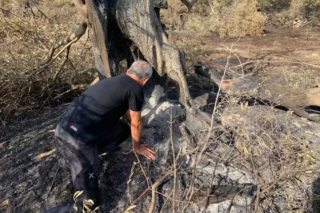 O comunitate din Sardinia s-a mobilizat pentru salvarea unui măslin cu o vechime de aproape 2.000 de ani, care a ars în incendiile din iulie