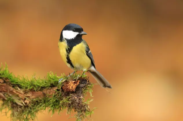 Specii de păsări din România