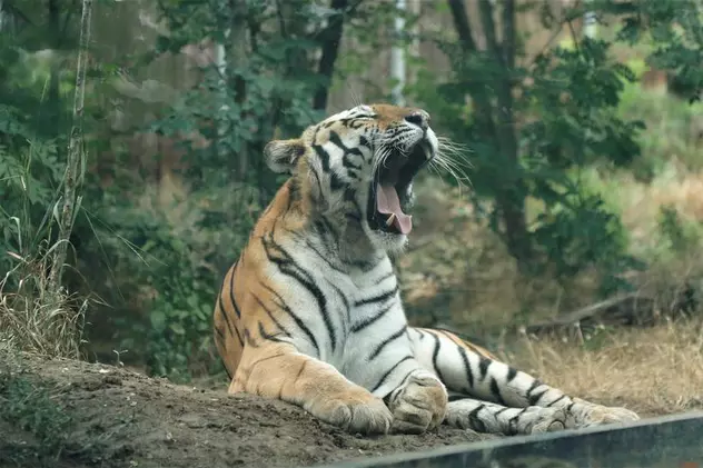 O îngrijitoare la un parc safari din Chile a fost ucisă de un tigru. „Calvarul femeii a fost scurt”