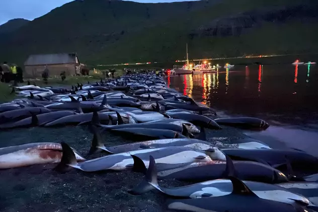 Aproape 1.500 de delfini, ucişi în Insulele Feroe cu ocazia unei tradiţii ce datează de sute de ani
