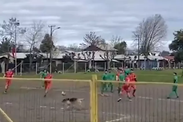 Imagini inedite: Un câine a marcat un gol, într-un meci de fotbal din Chile