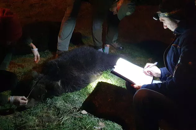 O ursoaică şi doi pui, capturați în Brașov, și-au găsit adăpost la Sanctuarul Libearty de la Zărneşti
