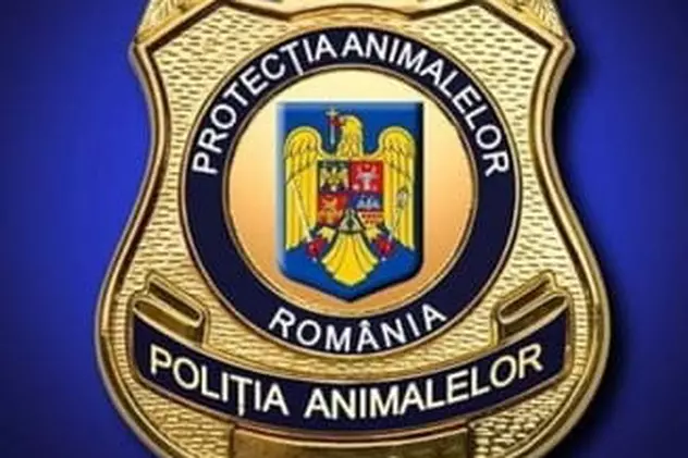 Un elev din Brăila s-a filmat când maltratează un pui de pisică. Dosar penal pentru schingiuirea animalelor