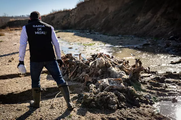 FOTO. Garda de Mediu face verificări în cazul cadavrelor de animale abandonate în albia râului Cotmeana