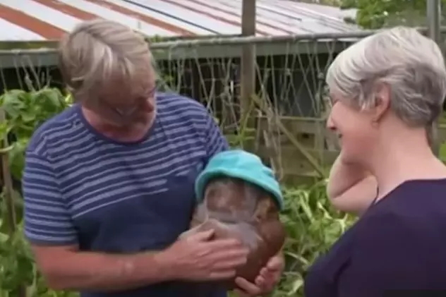 Doi soți din Noua Zeelandă au găsit în grădină cel mai mare cartof din lume. Ce vor să facă din el