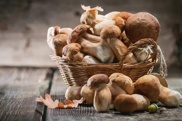 Ciuperci comestibile - care sunt și cum să le identifici