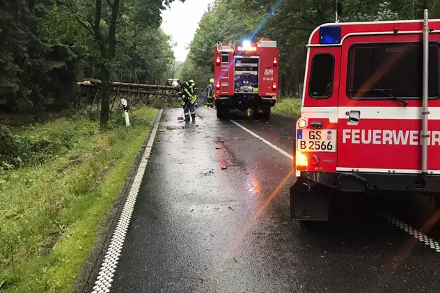 Trei români au tăiat un copac de 40 de metri direct peste o mașină care circula pe o șosea din Germania