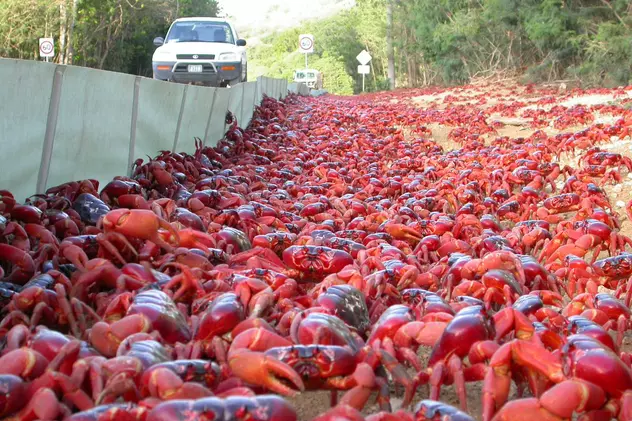 VIDEO / Zeci de milioane de crabi roșii migrează pe Insula Crăciunului, drumurile au fost blocate