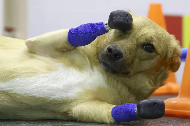Cățelușa bionică: după ce a rămas fără lăbuțe, o cățelușă din Rusia a primit patru proteze din titan