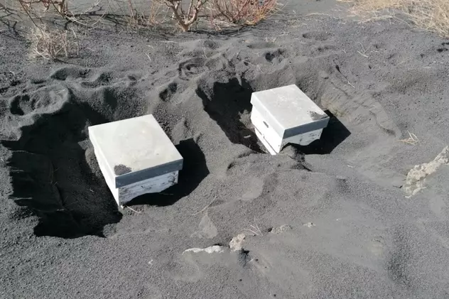 Mii de albine au supraviețuit aproape două luni îngropate în cenușa vulcanului din insula La Palma