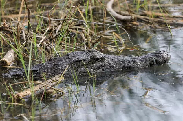 Doi australieni au fost salvați de pe o insulă fără apă potabilă și înconjurată de crocodili. „Au crezut că-și vor găsi sfârșitul”