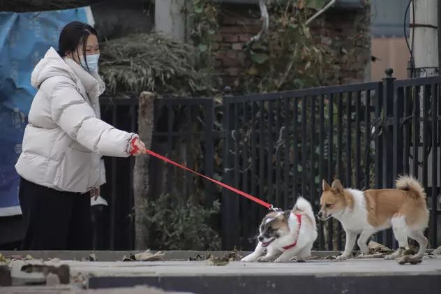 Revoltă în China după ce un câine a fost omorât cu ranga de lucrătorii sanitari, în timp ce stăpânii lui erau în carantină
