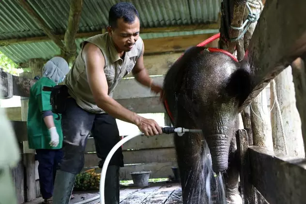Braconierii au mutilat un pui de elefant dintr-o specie pe cale de dispariție, în Indonezia. Animalul a fost salvat în ultima clipă