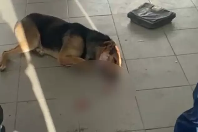 Imagini şocante din Biobaza Năvodari: câinii operaţi pe viu şi lăsaţi să sângereze pe jos, acuză un voluntar