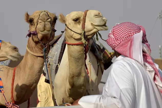 Zeci de cămile, descalificate la concursul de frumusețe din Arabia Saudită, pentru că au botox și lifting facial