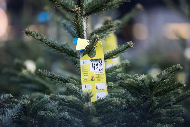 Romsilva scoate la vânzare 34.000 de pomi pentru sărbătorile de iarnă. Cât va costa bradul de Crăciun anul acesta
