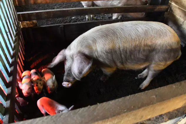 Legea porcului, contestată de oamenii de la sate. Parlamentarii vor cel mult 5 porci într-o gospodărie