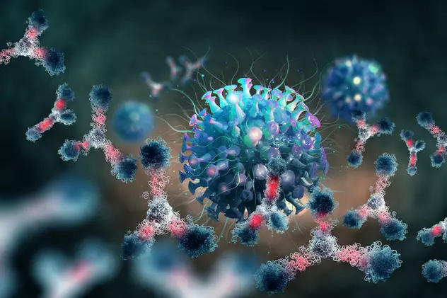 Diferența între anticorpi și celulele T. Ce rol au acestea în lupta împotriva variantei Omicron