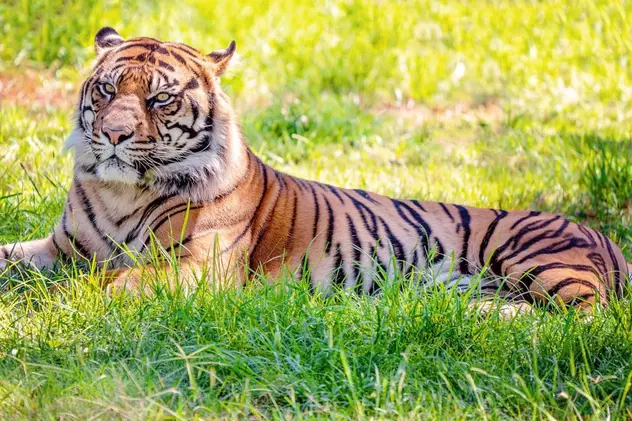 O grădină zoologică din SUA și-a vaccinat anti-COVID animalele aflate pe cale de dispariție