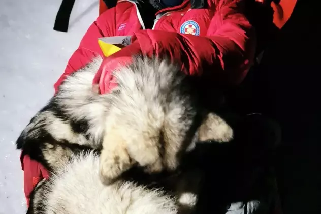 Un câine și-a salvat prietenul accidentat pe munte, acoperindu-l cu trupul său timp de 13 ore