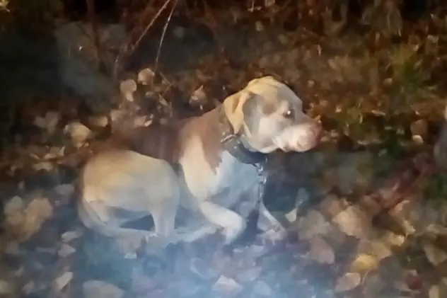 Proprietar amendat cu 3.000 de lei pentru că şi-a abandonat câinele într-un parc din București, legat de un copac