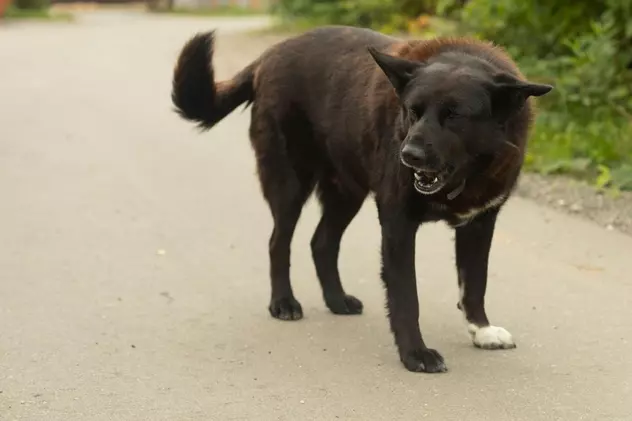 Copil de 6 ani, ucis de câinele familiei, în grădină, la Conțești, în Dâmbovița