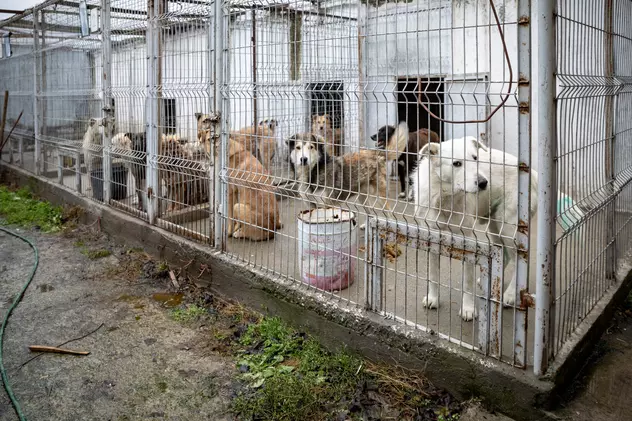 Instituțiile responsabile de câinii din București. Cine capturează animalele și cine amendează proprietarii care nu le sterilizează