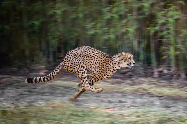 Cele mai rapide animale din lume