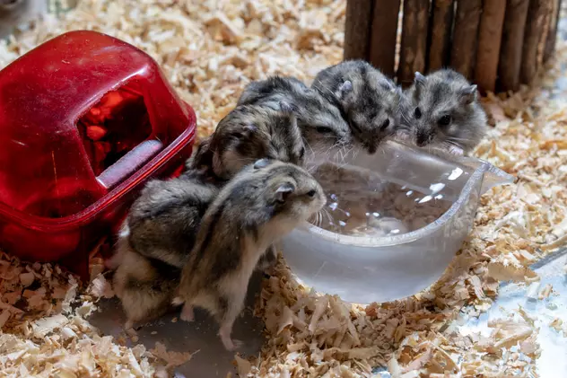 2.000 de hamsteri vor fi sacrificați în Hong Kong după depistarea unor cazuri de COVID într-un magazin cu animale de companie
